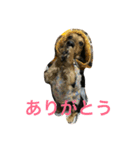 コア（個別スタンプ：5）