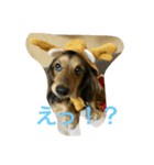 コア（個別スタンプ：6）