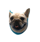 buhicoco（個別スタンプ：3）