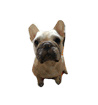 buhicoco（個別スタンプ：14）
