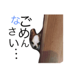 849わんこ07（個別スタンプ：6）