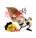 849わんこ07（個別スタンプ：8）