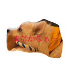 かわいい日本スピッツのスタンプ（個別スタンプ：2）