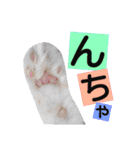 わんにゃんこ3（個別スタンプ：1）