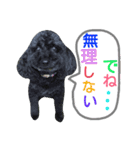 わんにゃんこ3（個別スタンプ：2）
