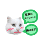 わんにゃんこ3（個別スタンプ：6）