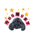 わんにゃんこ3（個別スタンプ：7）