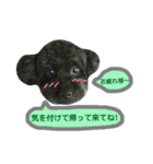 わんにゃんこ3（個別スタンプ：8）