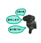 わんにゃんこ3（個別スタンプ：10）