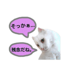 わんにゃんこ3（個別スタンプ：11）
