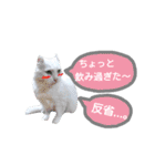 わんにゃんこ3（個別スタンプ：12）