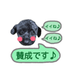 わんにゃんこ3（個別スタンプ：17）