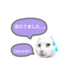 わんにゃんこ3（個別スタンプ：18）