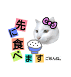 わんにゃんこ3（個別スタンプ：19）