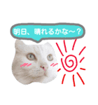 わんにゃんこ3（個別スタンプ：22）