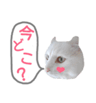 わんにゃんこ3（個別スタンプ：23）
