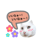 わんにゃんこ3（個別スタンプ：25）