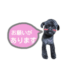 わんにゃんこ3（個別スタンプ：27）