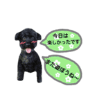 わんにゃんこ3（個別スタンプ：28）