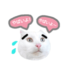 わんにゃんこ3（個別スタンプ：29）