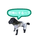 わんにゃんこ3（個別スタンプ：30）