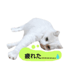 わんにゃんこ3（個別スタンプ：31）