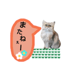 わんにゃんこ3（個別スタンプ：32）