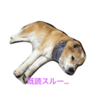 無愛想犬のスタンプその2（個別スタンプ：1）
