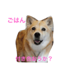 無愛想犬のスタンプその2（個別スタンプ：2）