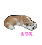 無愛想犬のスタンプその2（個別スタンプ：3）