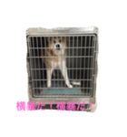 無愛想犬のスタンプその2（個別スタンプ：4）