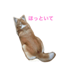 無愛想犬のスタンプその2（個別スタンプ：5）