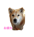 無愛想犬のスタンプその2（個別スタンプ：6）
