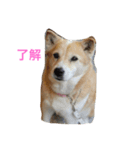 無愛想犬のスタンプその2（個別スタンプ：8）