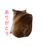 naruo5（個別スタンプ：4）