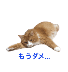 naruo5（個別スタンプ：6）