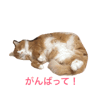 naruo5（個別スタンプ：7）