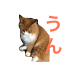 naruo5（個別スタンプ：10）