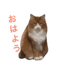 naruo5（個別スタンプ：12）