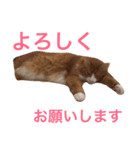 naruo5（個別スタンプ：14）