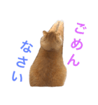 naruo5（個別スタンプ：17）