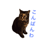 naruo5（個別スタンプ：18）