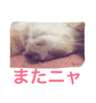 naruo5（個別スタンプ：20）