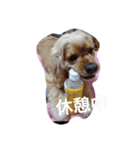 Daradarainu（個別スタンプ：3）