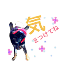 チワワのこむぎちゃん（個別スタンプ：2）