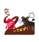 チワワのこむぎちゃん（個別スタンプ：11）