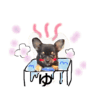 チワワのこむぎちゃん（個別スタンプ：15）