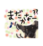 チワワのこむぎちゃん（個別スタンプ：16）