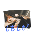 ハーレムとブルックリン（個別スタンプ：3）