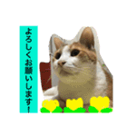 ニャンタ vol.4（個別スタンプ：1）